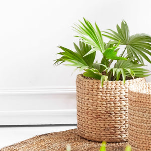 A set on watergrass baskets used as plant holders kept near a bench against a white wall. 